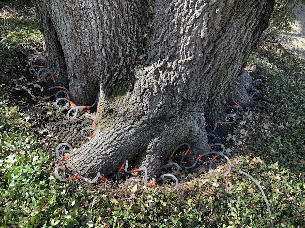 Detailed Tree Cabling and Bracing job site in Dalzell
