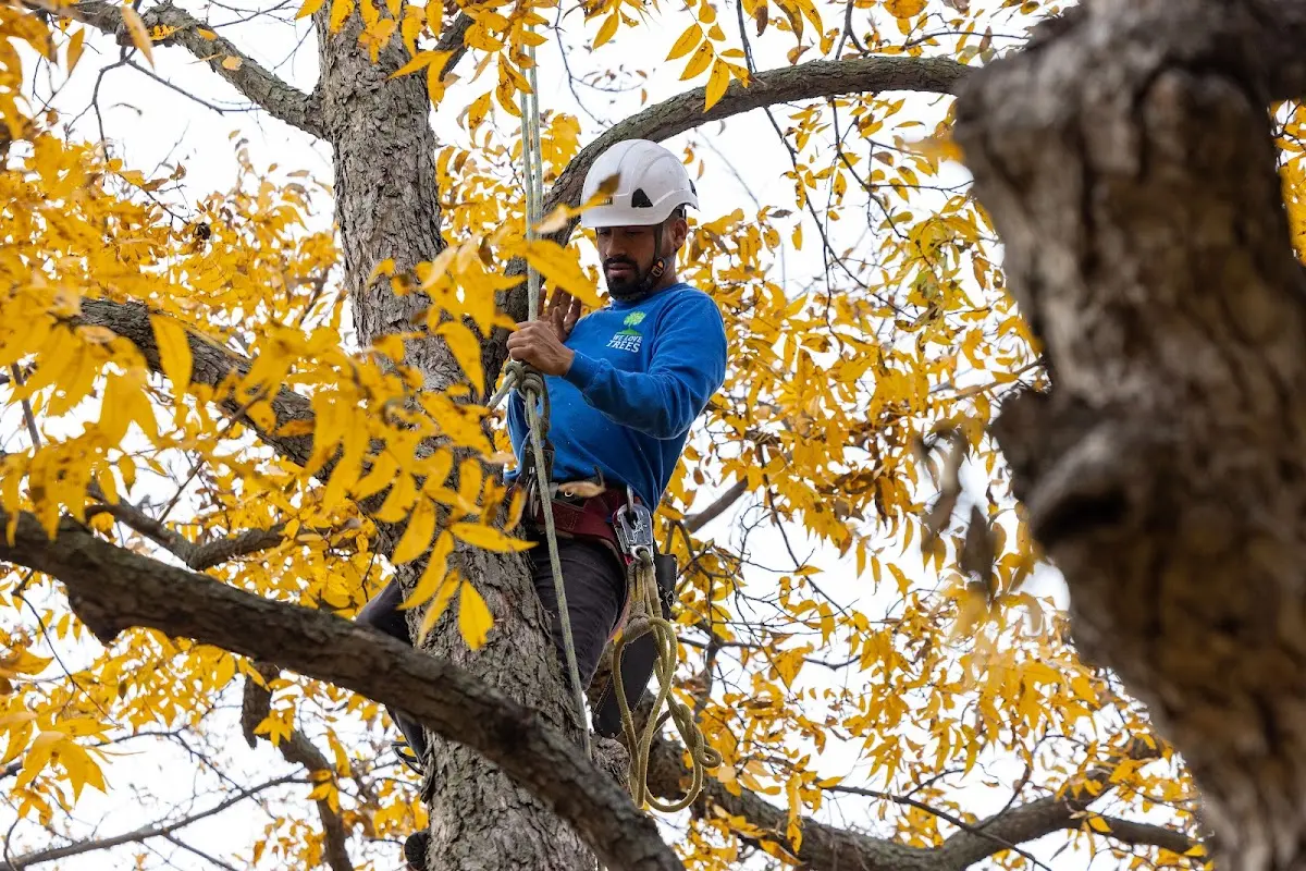 Skilled Tree Trimming crew working in Dalzell